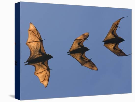 Madagascar Fruit Bat Flying Fox Berenty Reserve, Madagascar-Edwin Giesbers-Premier Image Canvas