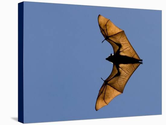 Madagascar Fruit Bat Flying Fox Berenty Reserve, Madagascar-Edwin Giesbers-Premier Image Canvas