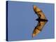 Madagascar Fruit Bat Flying Fox Berenty Reserve, Madagascar-Edwin Giesbers-Premier Image Canvas