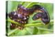 Madagascar ground boa (Acrantophis madagascariensis), Madagascar-Panoramic Images-Premier Image Canvas