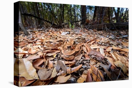 Madagascar ground boa lying in leaf litter, Madagascar-Nick Garbutt-Premier Image Canvas