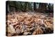 Madagascar ground boa lying in leaf litter, Madagascar-Nick Garbutt-Premier Image Canvas