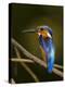 Madagascar Kingfisher on Branch Near Morondava, West Madagascar-Inaki Relanzon-Premier Image Canvas