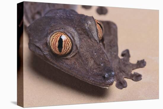 Madagascar Leaf-Tail Gecko-DLILLC-Premier Image Canvas