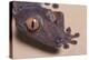 Madagascar Leaf-Tail Gecko-DLILLC-Premier Image Canvas