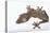 Madagascar Leaf-Tail Gecko-DLILLC-Premier Image Canvas