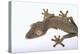 Madagascar Leaf-Tail Gecko-DLILLC-Premier Image Canvas
