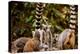 Madagascar Lemurs, Johannesburg, South Africa, Africa-Laura Grier-Premier Image Canvas
