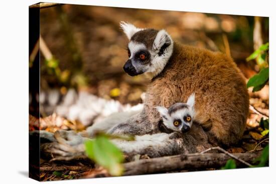 Madagascar Lemurs, Johannesburg, South Africa, Africa-Laura Grier-Premier Image Canvas