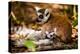 Madagascar Lemurs, Johannesburg, South Africa, Africa-Laura Grier-Premier Image Canvas