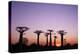 Madagascar, Morondava, Baobab Alley, Adansonia Grandidieri at Sunset-Anthony Asael-Premier Image Canvas