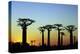 Madagascar, Morondava, Baobab Alley, Adansonia Grandidieri at Sunset-Anthony Asael-Premier Image Canvas