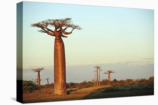 Madagascar, Morondava, Baobab Alley, Adansonia Grandidieri at Sunset-Anthony Asael-Premier Image Canvas