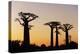 Madagascar, Morondava, Baobab Alley, Adansonia Grandidieri at Sunset-Anthony Asael-Premier Image Canvas