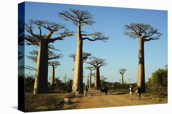 Madagascar, Morondava, Baobab Alley, Tourist Taking Pictures-Anthony Asael-Premier Image Canvas