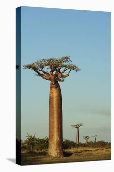 Madagascar, Morondava, Baobab Alley, View on Adansonia Grandidieri-Anthony Asael-Premier Image Canvas