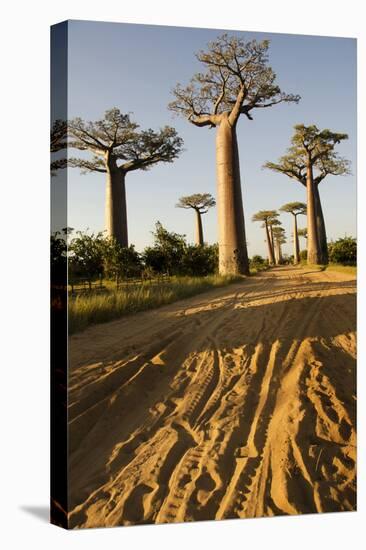 Madagascar, Morondava, Baobab Alley, View on Adansonia Grandidieri-Anthony Asael-Premier Image Canvas