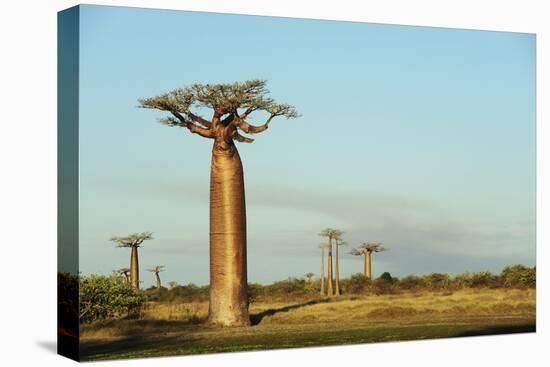 Madagascar, Morondava, Baobab Alley, View on Adansonia Grandidieri-Anthony Asael-Premier Image Canvas