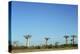 Madagascar, Morondava, Baobab Alley, View on Adansonia Grandidieri-Anthony Asael-Premier Image Canvas