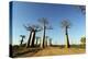 Madagascar, Morondava, Baobab Alley, View on Adansonia Grandidieri-Anthony Asael-Premier Image Canvas