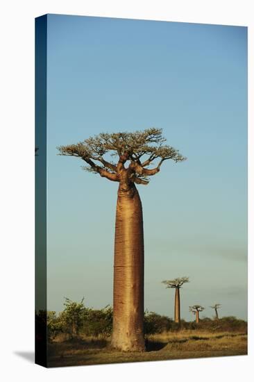 Madagascar, Morondava, Baobab Alley, View on Adansonia Grandidieri-Anthony Asael-Premier Image Canvas