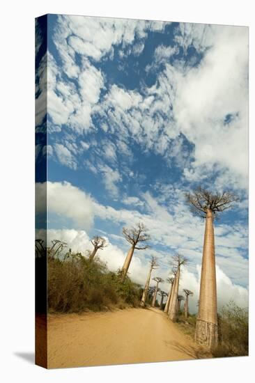 Madagascar, Morondava, Baobab Alley, View on Adansonia Grandidieri-Anthony Asael-Premier Image Canvas
