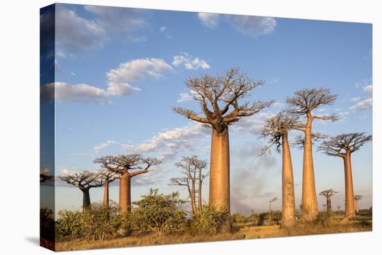 Madagascar, Morondava, Les Alla Des Baobabs at Sundown-Roberto Cattini-Premier Image Canvas