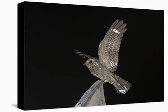 Madagascar Nightjar (Caprimulgus Madagascariensis) at Night, Reniala Forest, Mangily, Madagascar-Bernard Castelein-Premier Image Canvas