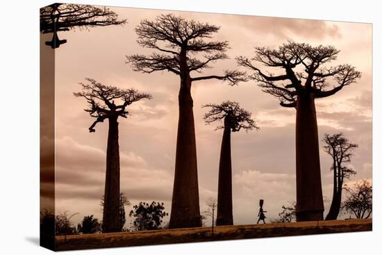 Madagascar-Dan Mirica-Premier Image Canvas