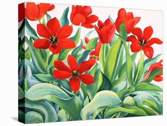 Madame Lefeber Tulips-Christopher Ryland-Premier Image Canvas
