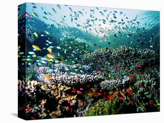 Madreporic Formation at Sipadan Island with Thousands of Little Chromis and Pseudanthias Fishes-Andrea Ferrari-Premier Image Canvas
