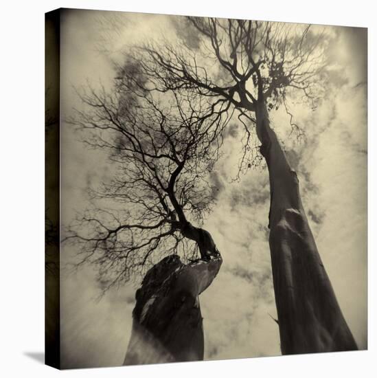 Madrona Trees by Kevin Cruff-Kevin Cruff-Premier Image Canvas