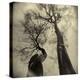 Madrona Trees by Kevin Cruff-Kevin Cruff-Premier Image Canvas