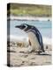 Magellanic Penguin at beach, Falkland Islands-Martin Zwick-Premier Image Canvas