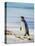 Magellanic Penguin at beach, Falkland Islands-Martin Zwick-Premier Image Canvas