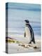 Magellanic Penguin at beach, Falkland Islands-Martin Zwick-Premier Image Canvas