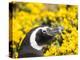 Magellanic Penguin at burrow in front of yellow flowering gorse, Falkland Islands-Martin Zwick-Premier Image Canvas