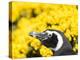 Magellanic Penguin at burrow in front of yellow flowering gorse, Falkland Islands-Martin Zwick-Premier Image Canvas