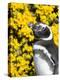 Magellanic Penguin at burrow in front of yellow flowering gorse, Falkland Islands-Martin Zwick-Premier Image Canvas