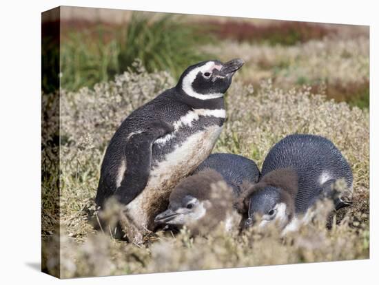 Magellanic Penguin at burrow with half grown chicks. Falkland Islands-Martin Zwick-Premier Image Canvas