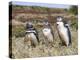 Magellanic Penguin at burrow with half grown chicks. Falkland Islands-Martin Zwick-Premier Image Canvas