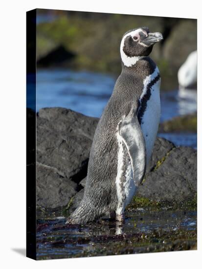 Magellanic Penguin at rocky shore, Falkland Islands-Martin Zwick-Premier Image Canvas