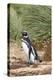 Magellanic Penguin, in Typical Tussock Environment. Falkland Islands-Martin Zwick-Premier Image Canvas