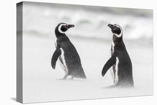 Magellanic Penguin on Beach. Falkland Islands-Martin Zwick-Premier Image Canvas