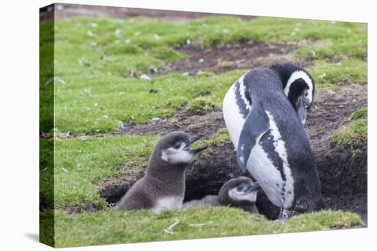 Magellanic Penguin, Pair with Chicks at Burrow. Falkland Islands-Martin Zwick-Premier Image Canvas