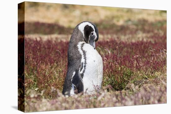 Magellanic Penguin, Portrait at Burrow. Falkland Islands-Martin Zwick-Premier Image Canvas