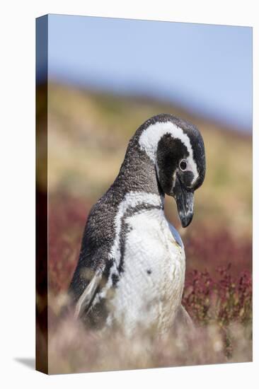 Magellanic Penguin, Portrait at Burrow. Falkland Islands-Martin Zwick-Premier Image Canvas