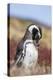 Magellanic Penguin, Portrait at Burrow. Falkland Islands-Martin Zwick-Premier Image Canvas