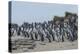 Magellanic penguin (Spheniscus magellanicus) colony, Carcass Island, West Falklands, Falkland Islan-Michael Runkel-Premier Image Canvas