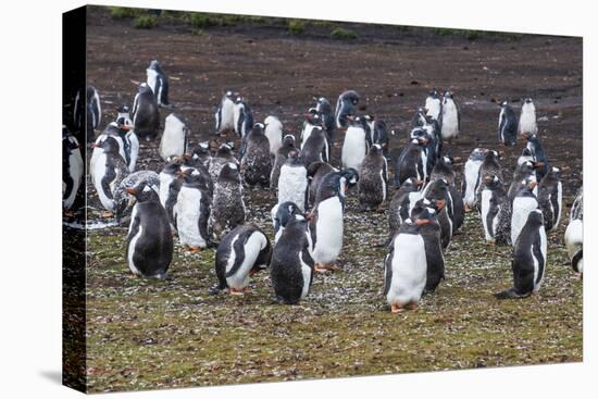 Magellanic penguin (Spheniscus magellanicus) colony, Carcass Island, West Falklands, Falkland Islan-Michael Runkel-Premier Image Canvas